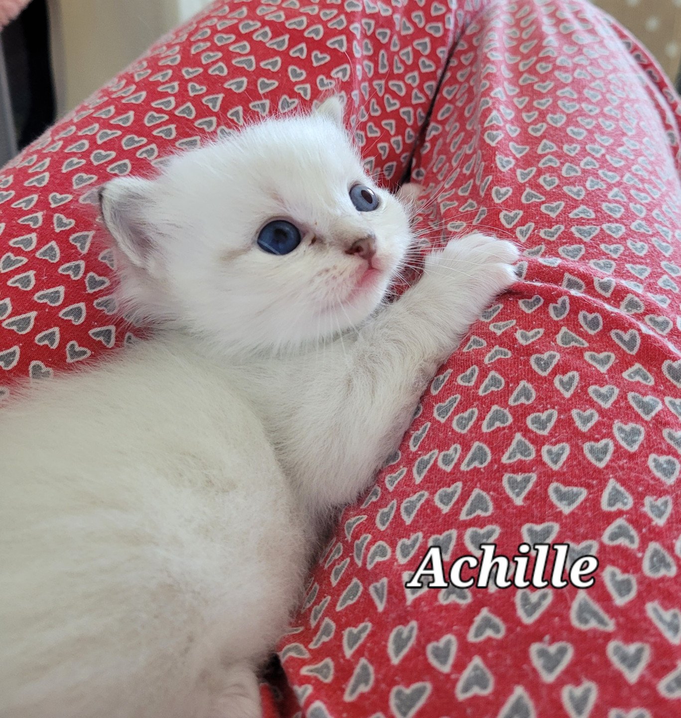 chaton Ragdoll blue tabby point Achille des Rêves de Selene LA CHATTERIE  DES REVES DE SELENE