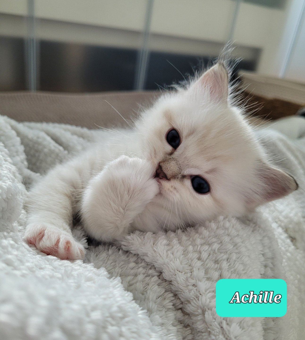chaton Ragdoll blue tabby point Achille des Rêves de Selene LA CHATTERIE  DES REVES DE SELENE
