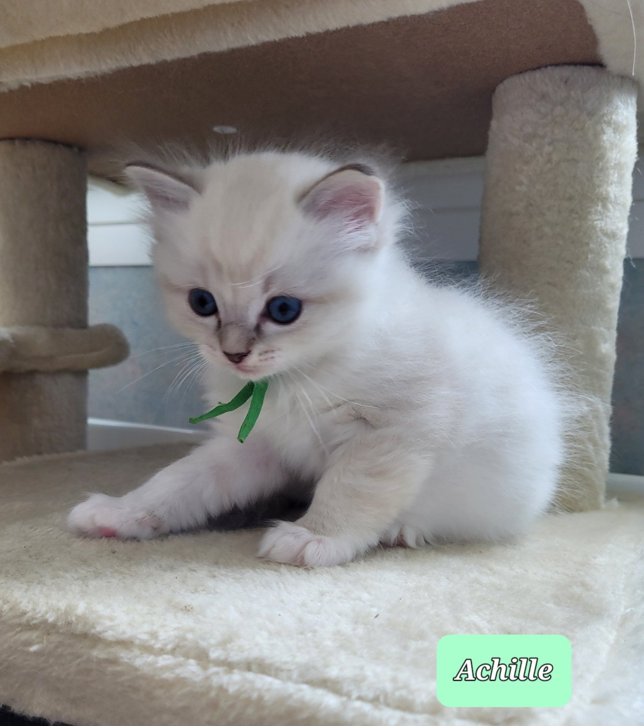 chaton Ragdoll blue tabby point Achille des Rêves de Selene LA CHATTERIE  DES REVES DE SELENE