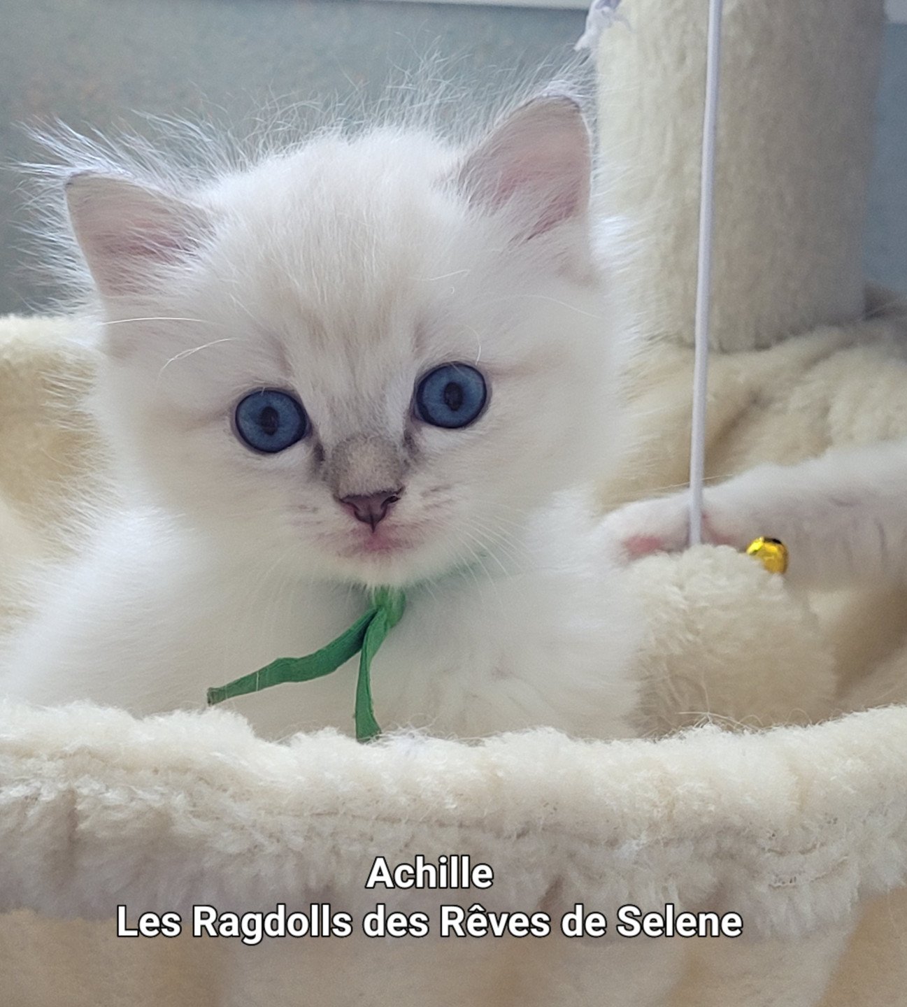 chaton Ragdoll blue tabby point Achille des Rêves de Selene LA CHATTERIE  DES REVES DE SELENE