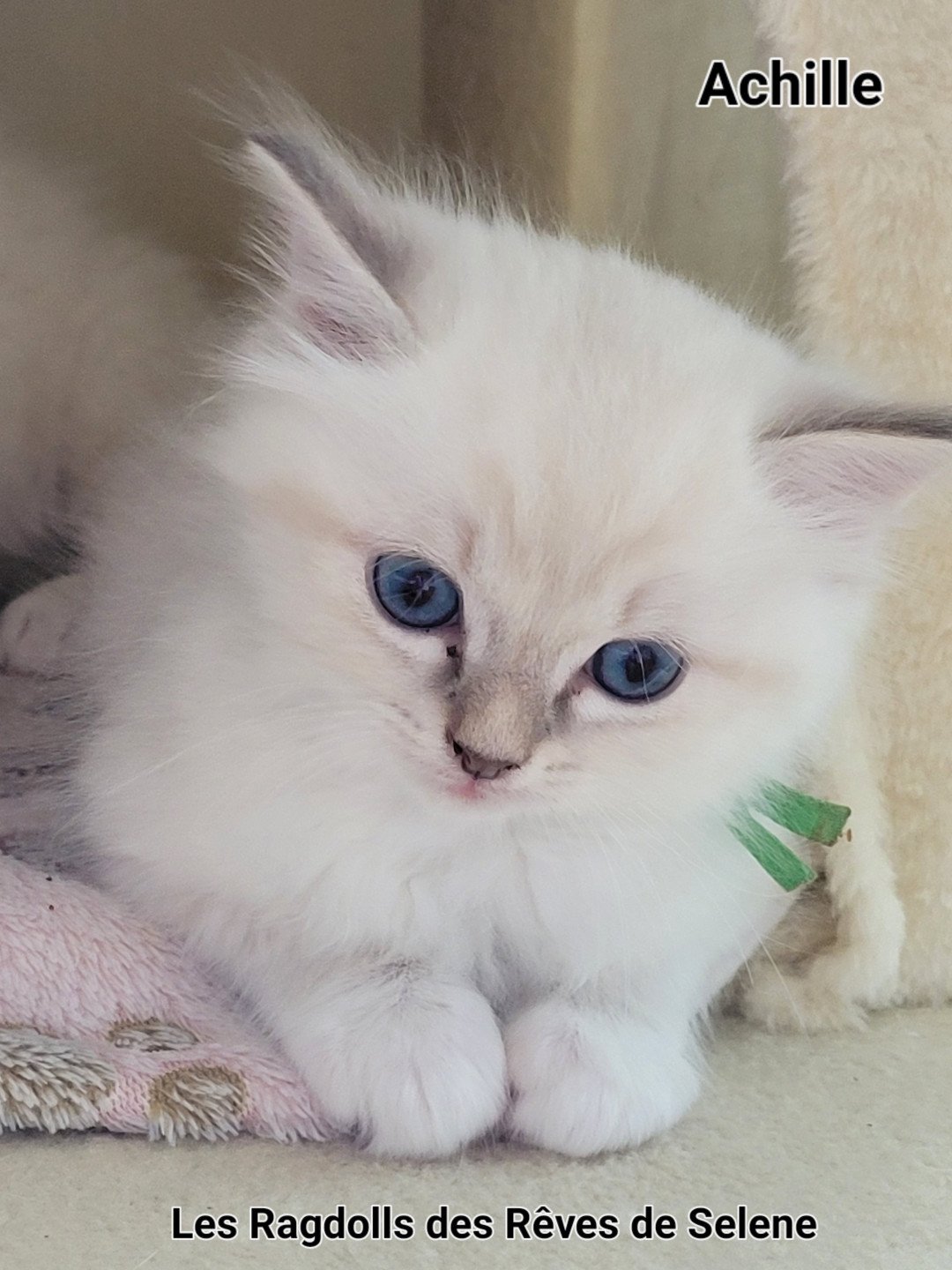 chaton Ragdoll blue tabby point Achille des Rêves de Selene LA CHATTERIE  DES REVES DE SELENE