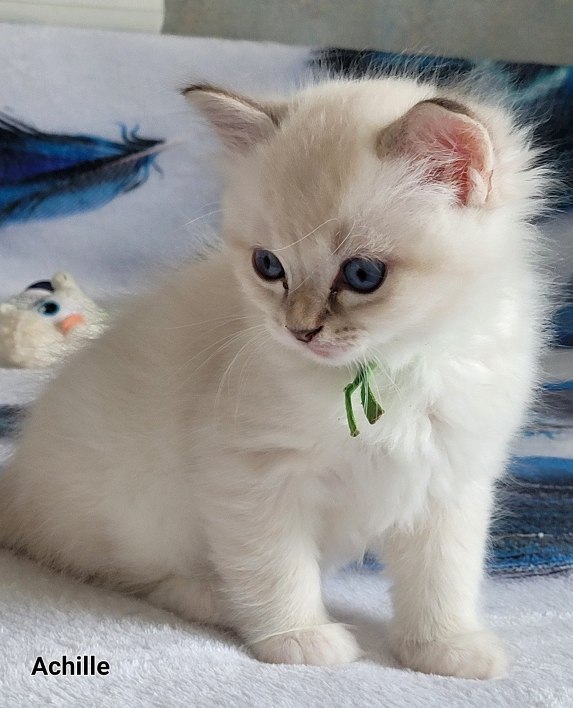 chaton Ragdoll blue tabby point Achille des Rêves de Selene LA CHATTERIE  DES REVES DE SELENE