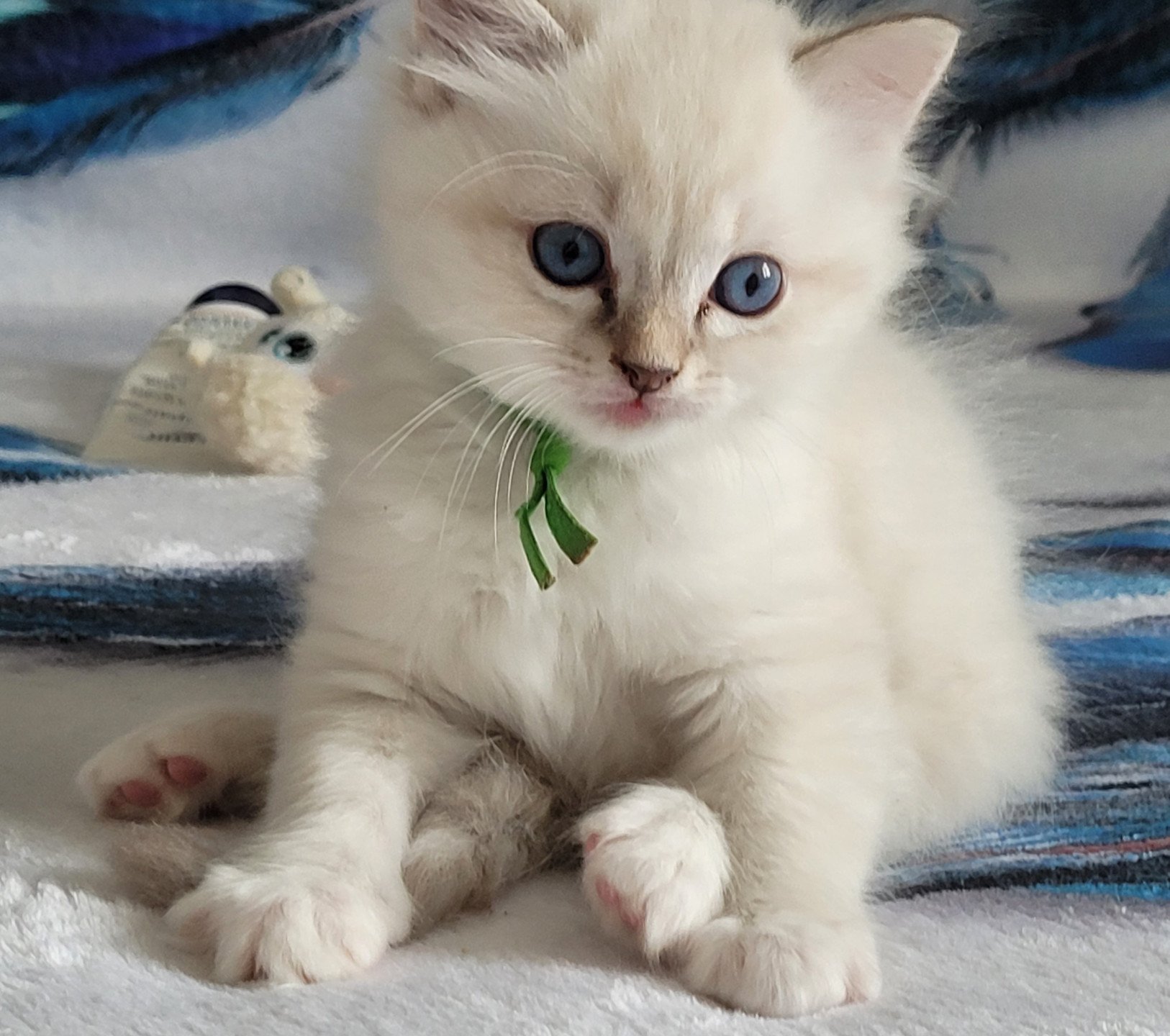 chaton Ragdoll blue tabby point Achille des Rêves de Selene LA CHATTERIE  DES REVES DE SELENE