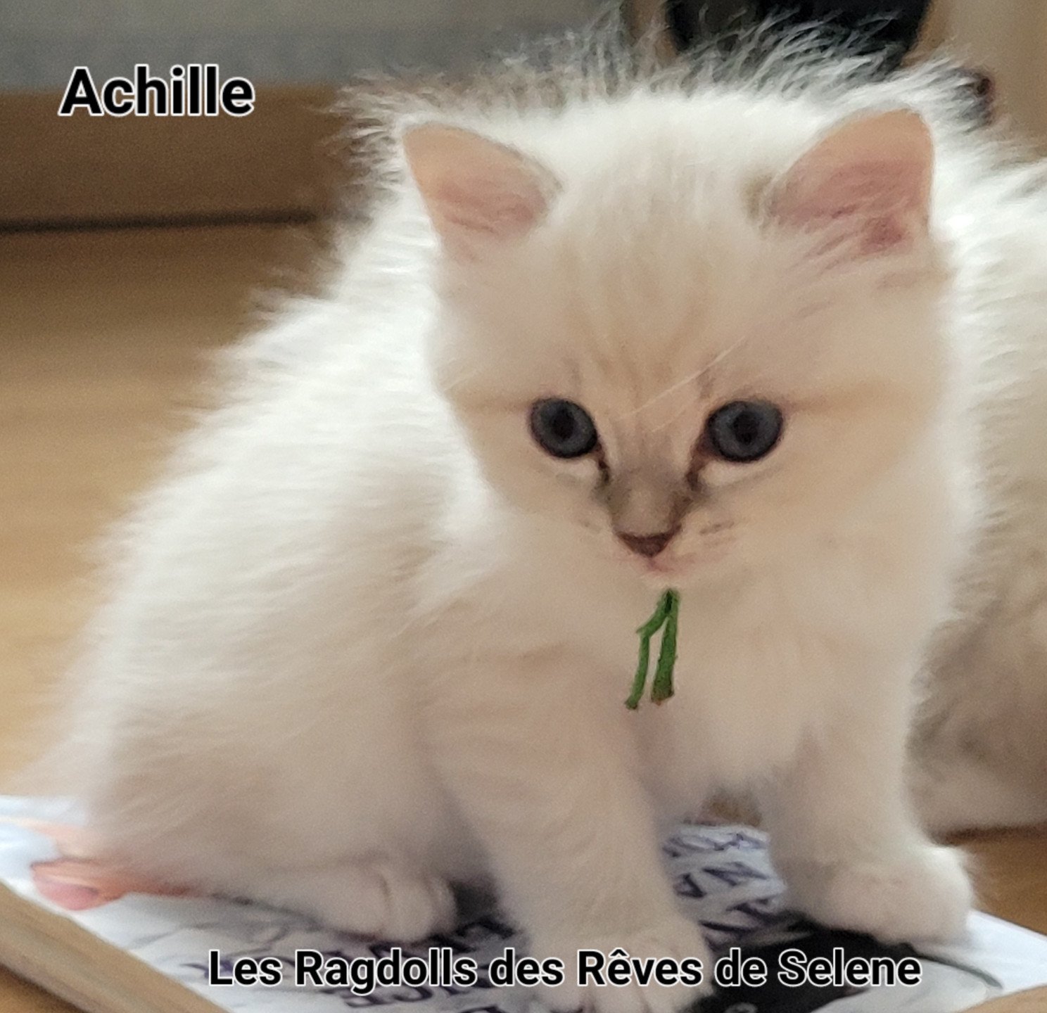 chaton Ragdoll blue tabby point Achille des Rêves de Selene LA CHATTERIE  DES REVES DE SELENE