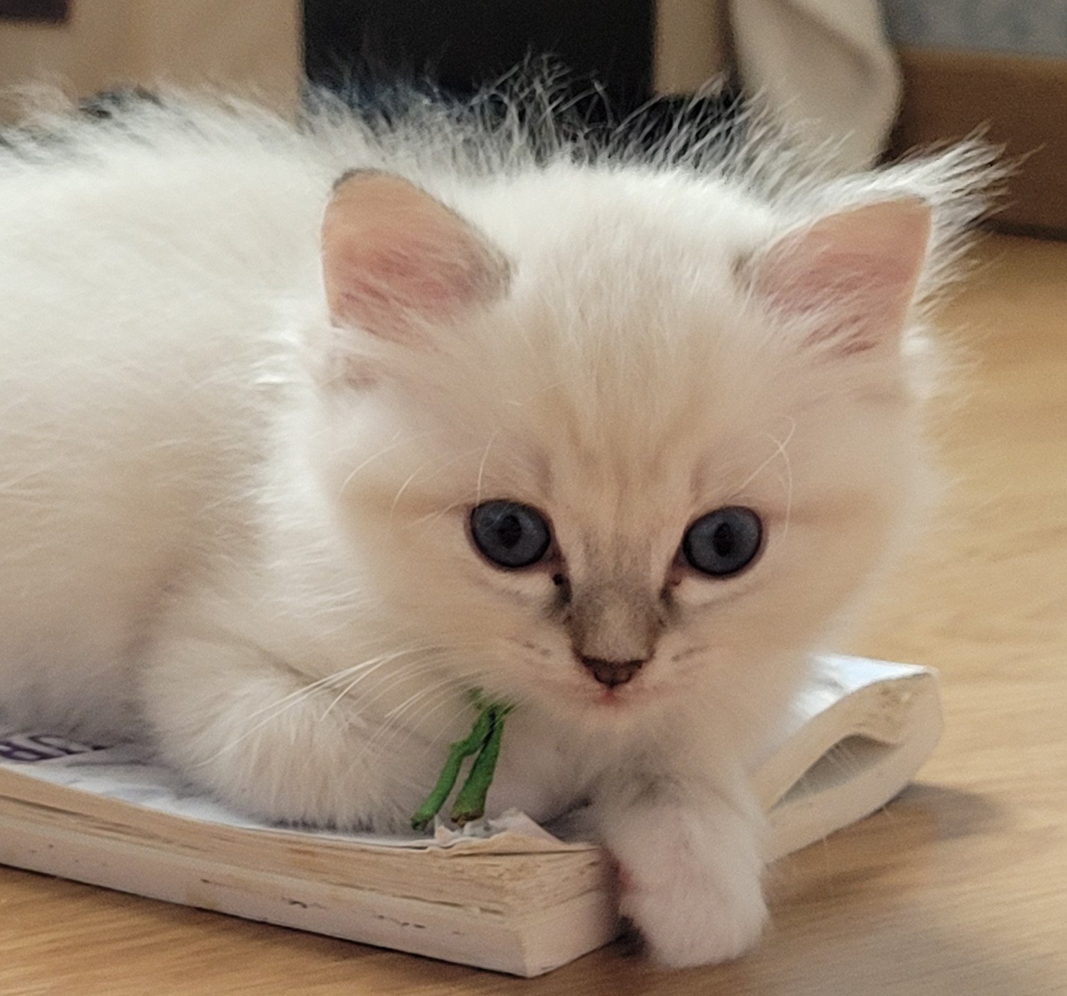 chaton Ragdoll blue tabby point Achille des Rêves de Selene LA CHATTERIE  DES REVES DE SELENE