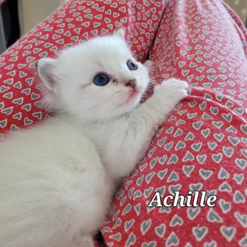 chaton Ragdoll blue tabby point Achille des Rêves de Selene LA CHATTERIE DES REVES DE SELENE chaton Ragdoll blue tabby point Achille des Rêves de Selene LA CHATTERIE DES REVES DE SELENE