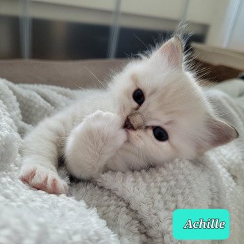 chaton Ragdoll blue tabby point Achille des Rêves de Selene LA CHATTERIE DES REVES DE SELENE chaton Ragdoll blue tabby point Achille des Rêves de Selene LA CHATTERIE DES REVES DE SELENE