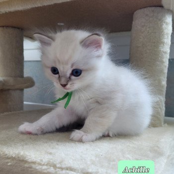 chaton Ragdoll blue tabby point Achille des Rêves de Selene LA CHATTERIE DES REVES DE SELENE chaton Ragdoll blue tabby point Achille des Rêves de Selene LA CHATTERIE DES REVES DE SELENE