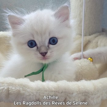 chaton Ragdoll blue tabby point Achille des Rêves de Selene LA CHATTERIE DES REVES DE SELENE chaton Ragdoll blue tabby point Achille des Rêves de Selene LA CHATTERIE DES REVES DE SELENE