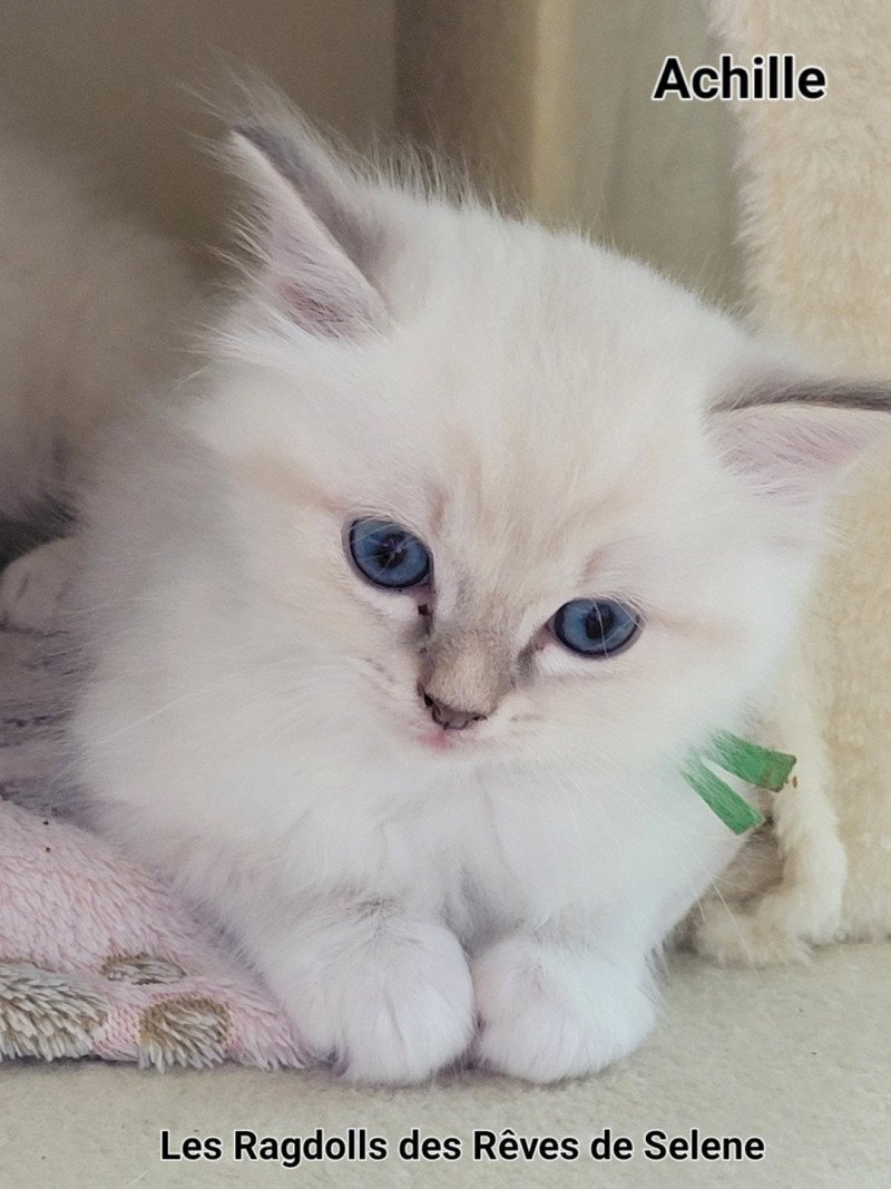 Achille des Rêves de Selene Mâle Ragdoll