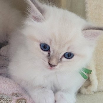 chaton Ragdoll blue tabby point Achille des Rêves de Selene LA CHATTERIE DES REVES DE SELENE chaton Ragdoll blue tabby point Achille des Rêves de Selene LA CHATTERIE DES REVES DE SELENE