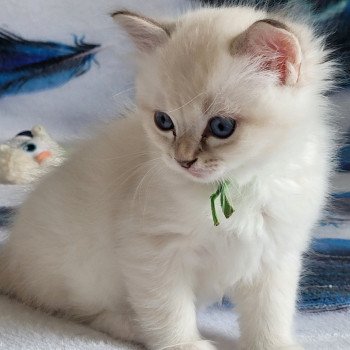 chaton Ragdoll blue tabby point Achille des Rêves de Selene LA CHATTERIE DES REVES DE SELENE chaton Ragdoll blue tabby point Achille des Rêves de Selene LA CHATTERIE DES REVES DE SELENE
