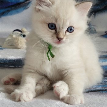 chaton Ragdoll blue tabby point Achille des Rêves de Selene LA CHATTERIE DES REVES DE SELENE chaton Ragdoll blue tabby point Achille des Rêves de Selene LA CHATTERIE DES REVES DE SELENE