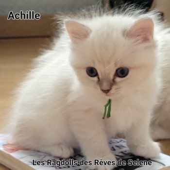 chaton Ragdoll blue tabby point Achille des Rêves de Selene LA CHATTERIE DES REVES DE SELENE chaton Ragdoll blue tabby point Achille des Rêves de Selene LA CHATTERIE DES REVES DE SELENE