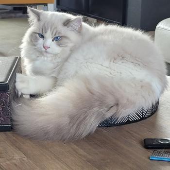 chat Ragdoll ACHILLE DU PONT DES SECRETS LA CHATTERIE  DES REVES DE SELENE