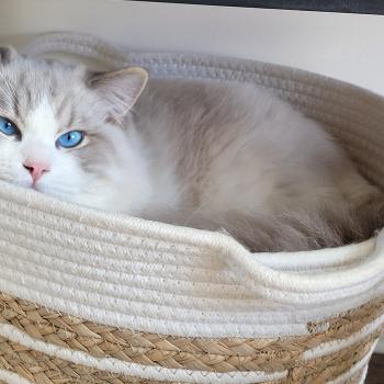 chat Ragdoll ACHILLE DU PONT DES SECRETS LA CHATTERIE  DES REVES DE SELENE