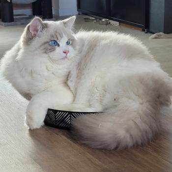 chat Ragdoll ACHILLE DU PONT DES SECRETS LA CHATTERIE  DES REVES DE SELENE