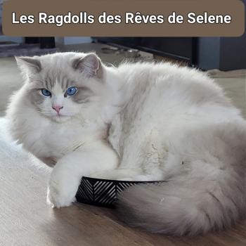chat Ragdoll ACHILLE DU PONT DES SECRETS LA CHATTERIE  DES REVES DE SELENE