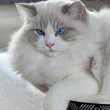 chat Ragdoll ACHILLE DU PONT DES SECRETS LA CHATTERIE  DES REVES DE SELENE