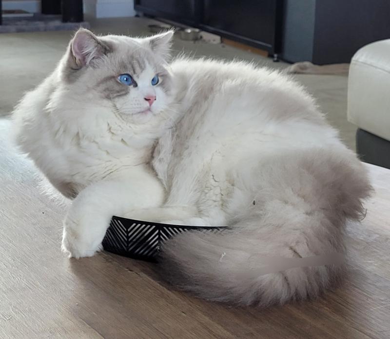 ACHILLE Mâle Ragdoll