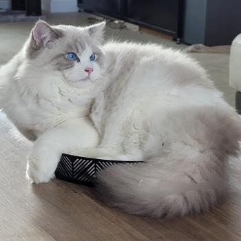 chat Ragdoll ACHILLE DU PONT DES SECRETS LA CHATTERIE  DES REVES DE SELENE