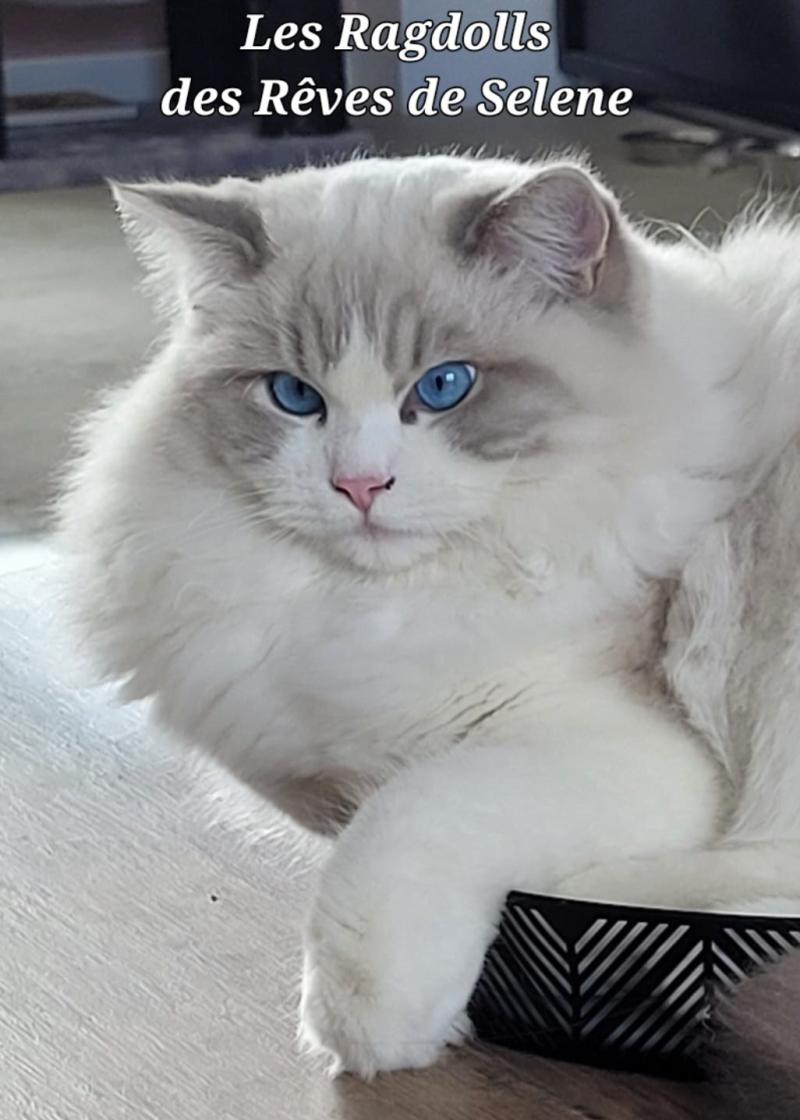 ACHILLE DU PONT  DU SECRET Mâle Ragdoll