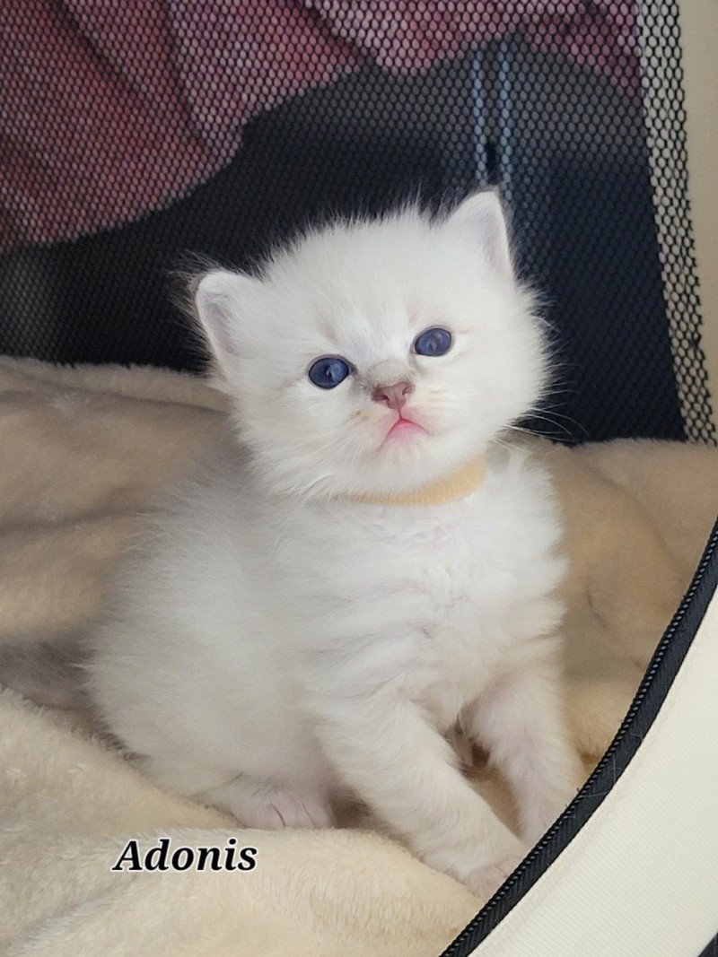 ADONIS des Rêves de Selene Mâle Ragdoll ADONIS des Rêves de Selene Mâle Ragdoll