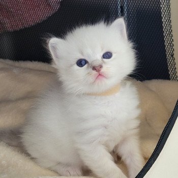 chaton Ragdoll blue tabby point ADONIS des Rêves de Selene LA CHATTERIE DES REVES DE SELENE chaton Ragdoll blue tabby point ADONIS des Rêves de Selene LA CHATTERIE DES REVES DE SELENE