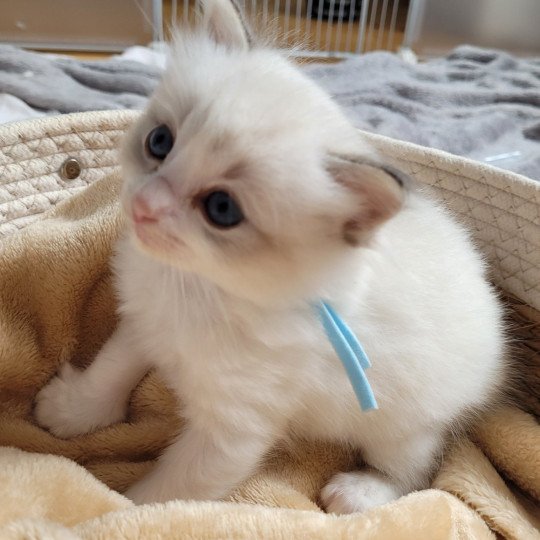 AURORE Femelle Ragdoll