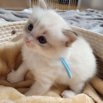 chaton Ragdoll seal tabby point bicolor AURORE LA CHATTERIE DES REVES DE SELENE chaton Ragdoll seal tabby point bicolor AURORE LA CHATTERIE DES REVES DE SELENE