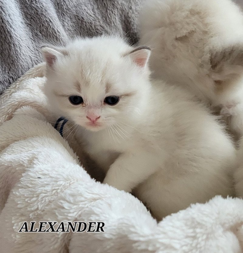 ALEXANDER DES REVES DE SELENE Mâle Ragdoll