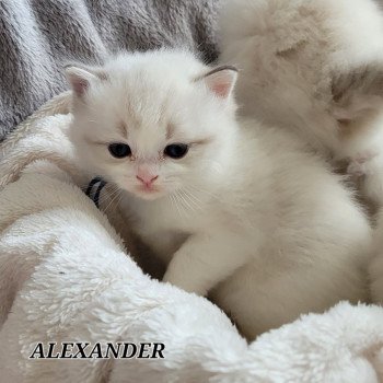 chaton Ragdoll seal tabby point bicolor ALEXANDER DES REVES DE SELENE LA CHATTERIE  DES REVES DE SELENE