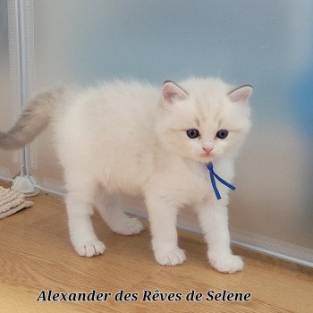 chaton Ragdoll seal tabby point bicolor ALEXANDER DES REVES DE SELENE LA CHATTERIE  DES REVES DE SELENE