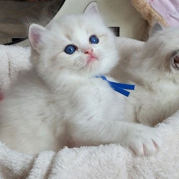 chaton Ragdoll seal tabby point bicolor ALEXANDER DES REVES DE SELENE LA CHATTERIE  DES REVES DE SELENE