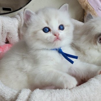 chaton Ragdoll seal tabby point bicolor ALEXANDER DES REVES DE SELENE LA CHATTERIE  DES REVES DE SELENE
