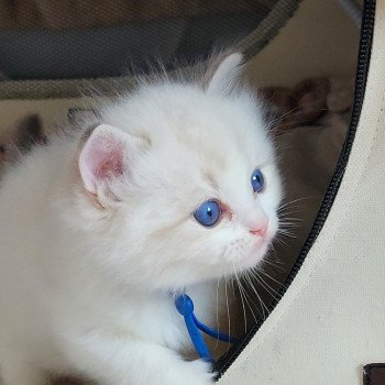 chaton Ragdoll seal tabby point bicolor ALEXANDER DES REVES DE SELENE LA CHATTERIE  DES REVES DE SELENE