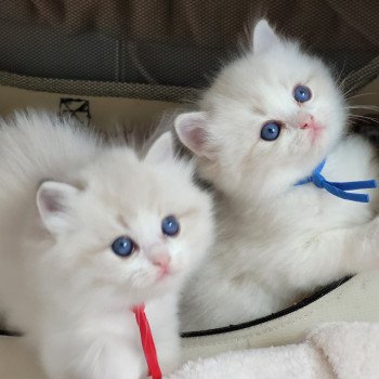 chaton Ragdoll seal tabby point bicolor ALEXANDER DES REVES DE SELENE LA CHATTERIE  DES REVES DE SELENE