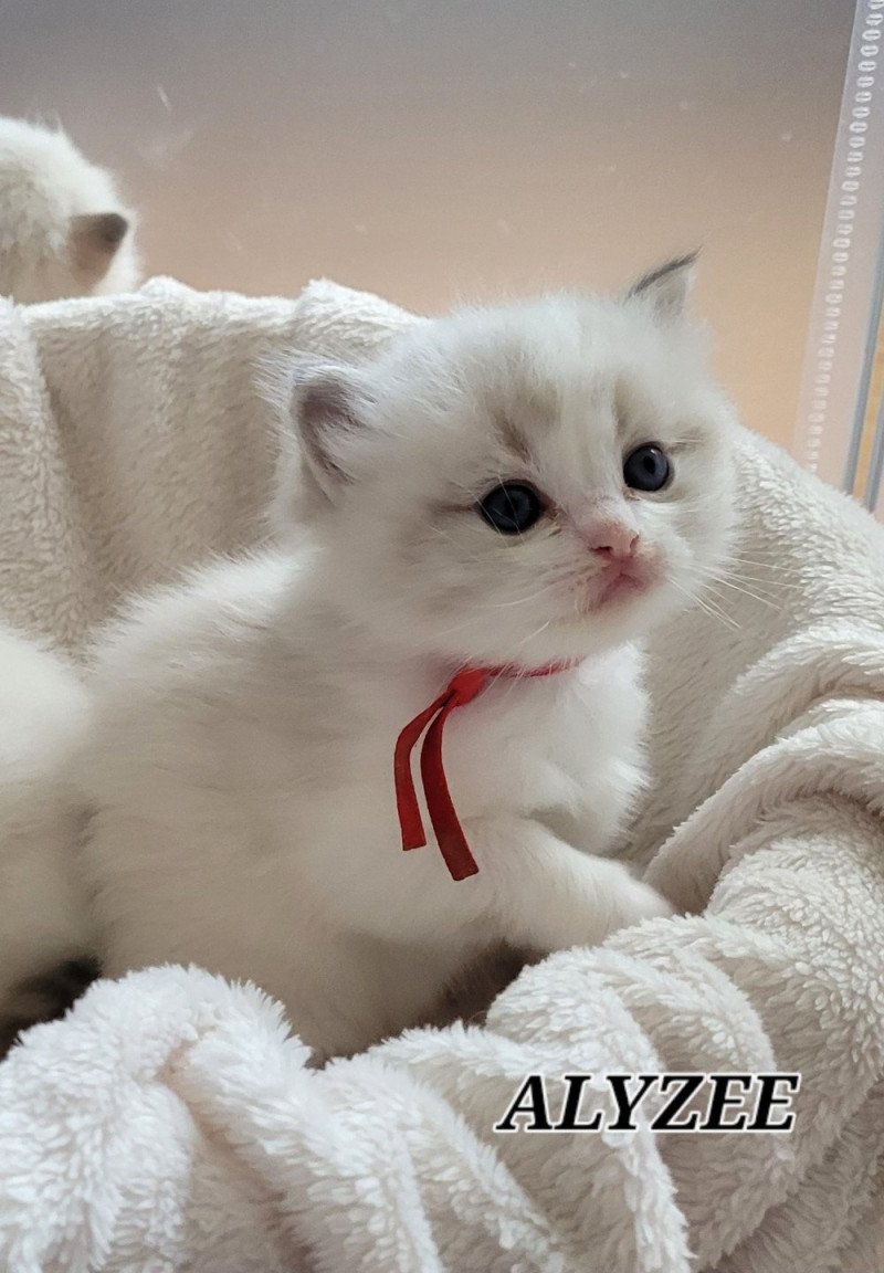 ALYZEE DES REVES DE SELENE Femelle Ragdoll