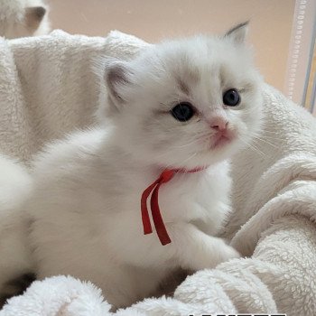 chaton Ragdoll seal tabby point bicolor ALYZEE DES REVES DE SELENE LA CHATTERIE  DES REVES DE SELENE