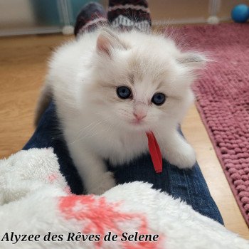 chaton Ragdoll seal tabby point bicolor ALYZEE DES REVES DE SELENE LA CHATTERIE  DES REVES DE SELENE