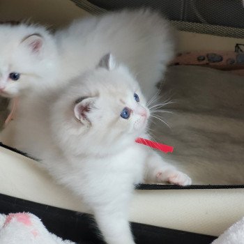 chaton Ragdoll seal tabby point bicolor ALYZEE DES REVES DE SELENE LA CHATTERIE  DES REVES DE SELENE