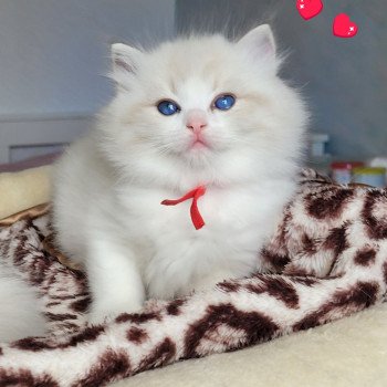 chaton Ragdoll seal tabby point bicolor ALYZEE DES REVES DE SELENE LA CHATTERIE  DES REVES DE SELENE