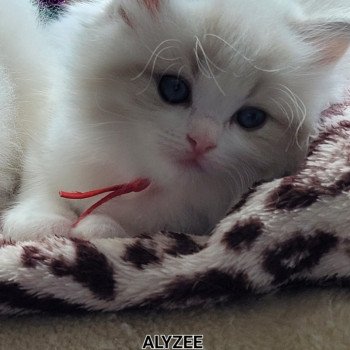chaton Ragdoll seal tabby point bicolor ALYZEE DES REVES DE SELENE LA CHATTERIE  DES REVES DE SELENE
