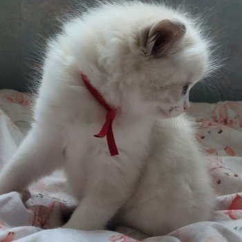 chaton Ragdoll seal tabby point bicolor ALYZEE DES REVES DE SELENE LA CHATTERIE  DES REVES DE SELENE