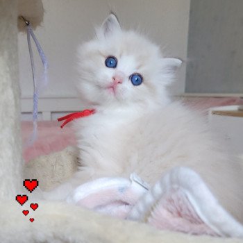 chaton Ragdoll seal tabby point bicolor ALYZEE DES REVES DE SELENE LA CHATTERIE  DES REVES DE SELENE
