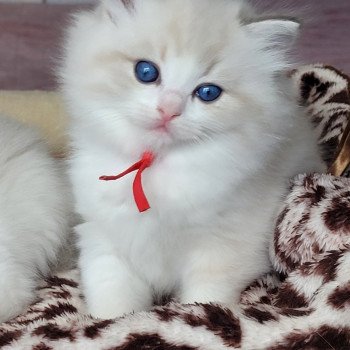 chaton Ragdoll seal tabby point bicolor ALYZEE DES REVES DE SELENE LA CHATTERIE  DES REVES DE SELENE