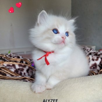 chaton Ragdoll seal tabby point bicolor ALYZEE DES REVES DE SELENE LA CHATTERIE  DES REVES DE SELENE