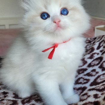 chaton Ragdoll seal tabby point bicolor ALYZEE DES REVES DE SELENE LA CHATTERIE  DES REVES DE SELENE