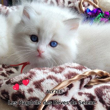 chaton Ragdoll seal tabby point bicolor ALYZEE DES REVES DE SELENE LA CHATTERIE  DES REVES DE SELENE