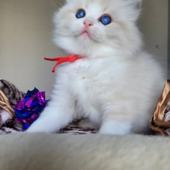 chaton Ragdoll seal tabby point bicolor ALYZEE DES REVES DE SELENE LA CHATTERIE  DES REVES DE SELENE
